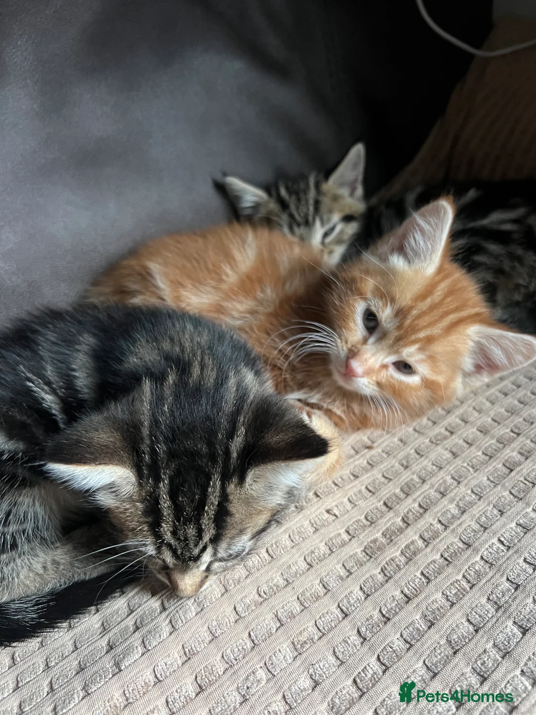 Domestic Shorthair cats for sale: Four kittens available in London - Advert 18