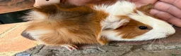 Guinea Pig rodents for sale: Gorgeous colourful guinea pigs - Advert 6