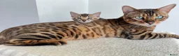 Bengal cats for sale: Stunning TICA Registered Bengal Boy  - Advert 7