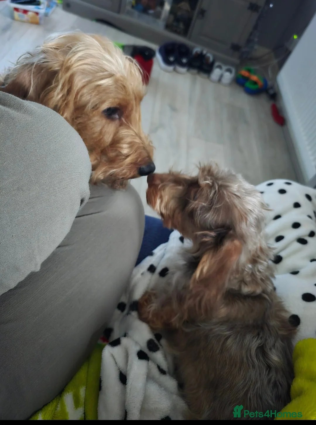 Miniature Dachshund dogs for sale: Wired haired miniature daschunds  - Advert 2