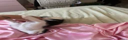 Mixed Breed cats for sale: 4 beautiful kittens for sale in Southampton - Advert 6