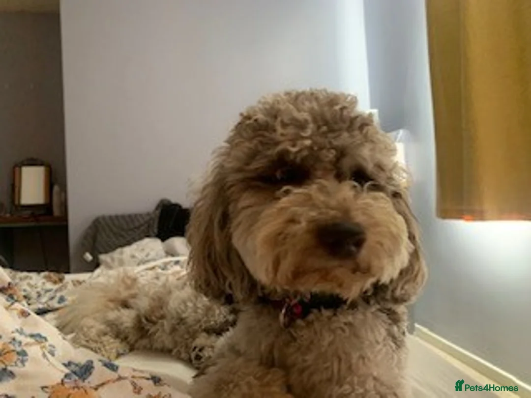 Cockapoo dogs for stud: PROVEN DNA tested Cockapoo Stud-Chocolate Merle in Stafford - Advert 13