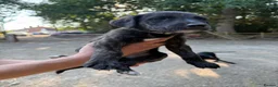 Lurcher dogs for sale: x2 Beautiful Boy Lurcher Puppies  - Advert 19