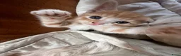 Mixed Breed cats for sale: Beautiful dog friendly kittens  - Advert 11