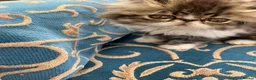 Persian cats for sale: Adorable GCCF registered Persian kittens - Advert 3