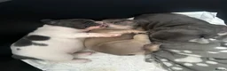 French Bulldog dogs for sale: 💙 Beautiful KC Registered French Bulldog Puppies  - Advert 4