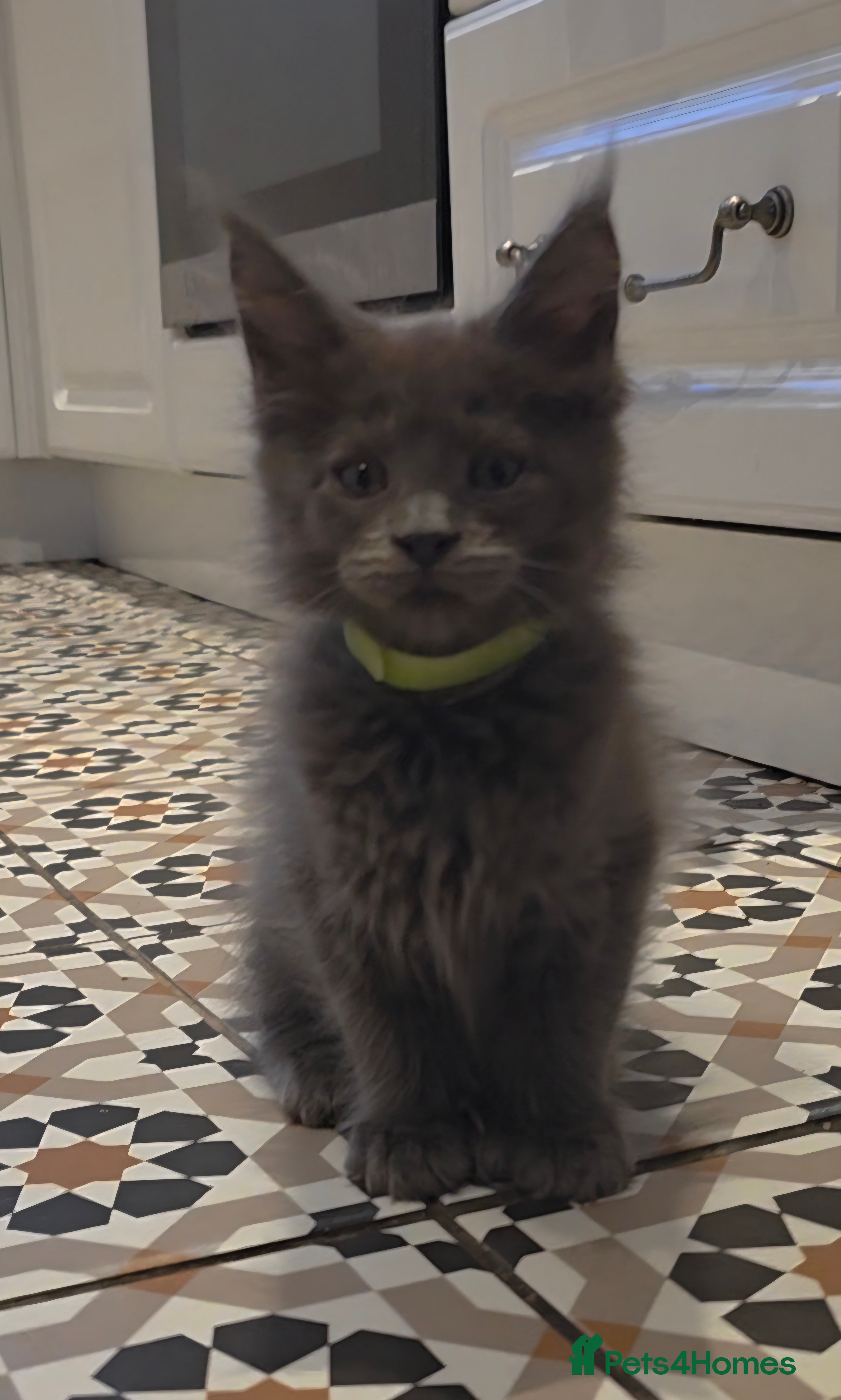 Maine Coon cats Maine coon polydactyl pedigree kittens  - Advert 1