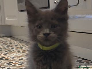 Maine Coon cats Maine coon polydactyl pedigree kittens - Advert 2