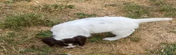 English Springer Spaniel dogs for sale: Exciting Prospects in Ashbourne - Advert 10