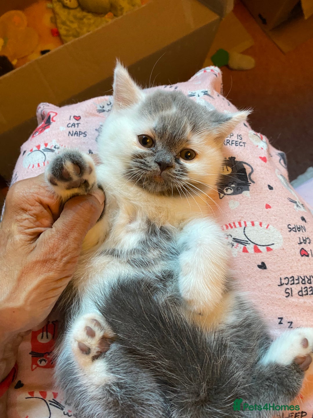 British Shorthair cats for sale: Show quality kittens direct IGrCh, GrCh & Ch lines - Image 15