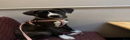 Mixed Breed dogs for sale: 7 months old puppy looking for her forever home  - Advert 3