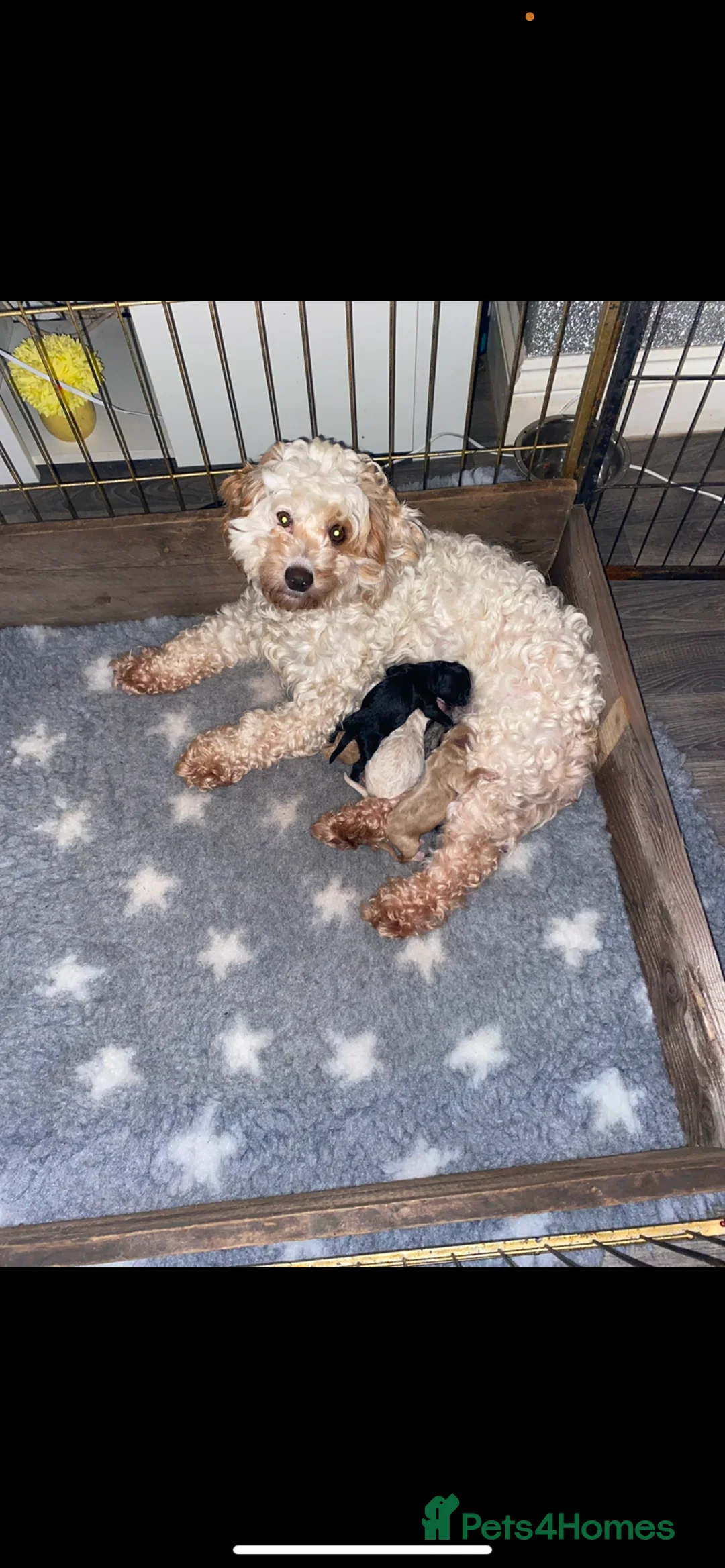 Cockapoo dogs for sale: Stunning f1b cockapoo puppys  - Advert 2