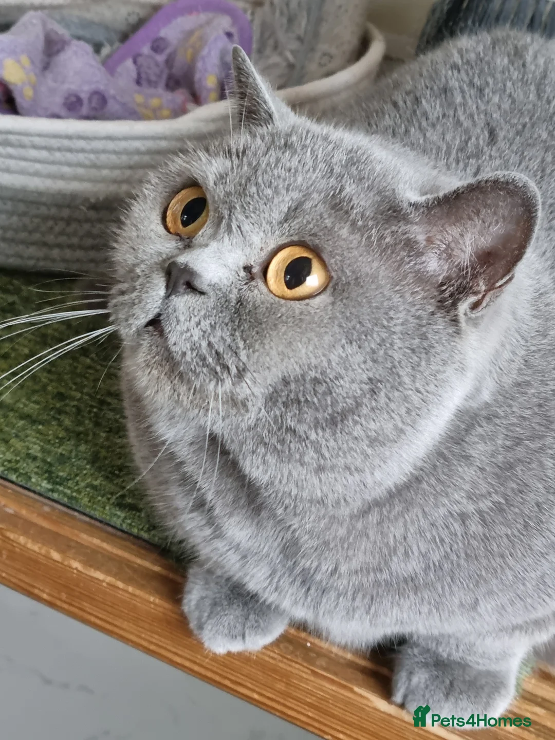 British Shorthair cats for sale: Beautiful blue British Shorthair girl  - Advert 5