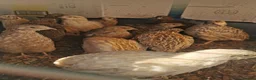 Quail poultry for sale: Mixed Coturnix Quail chicks"mixed ages"see descrip - Advert 9