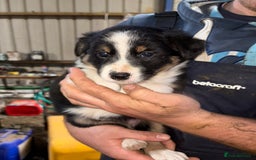 Border Collie dogs for sale: 🐾 Beautiful Collie Puppies 🐾 - Image 6