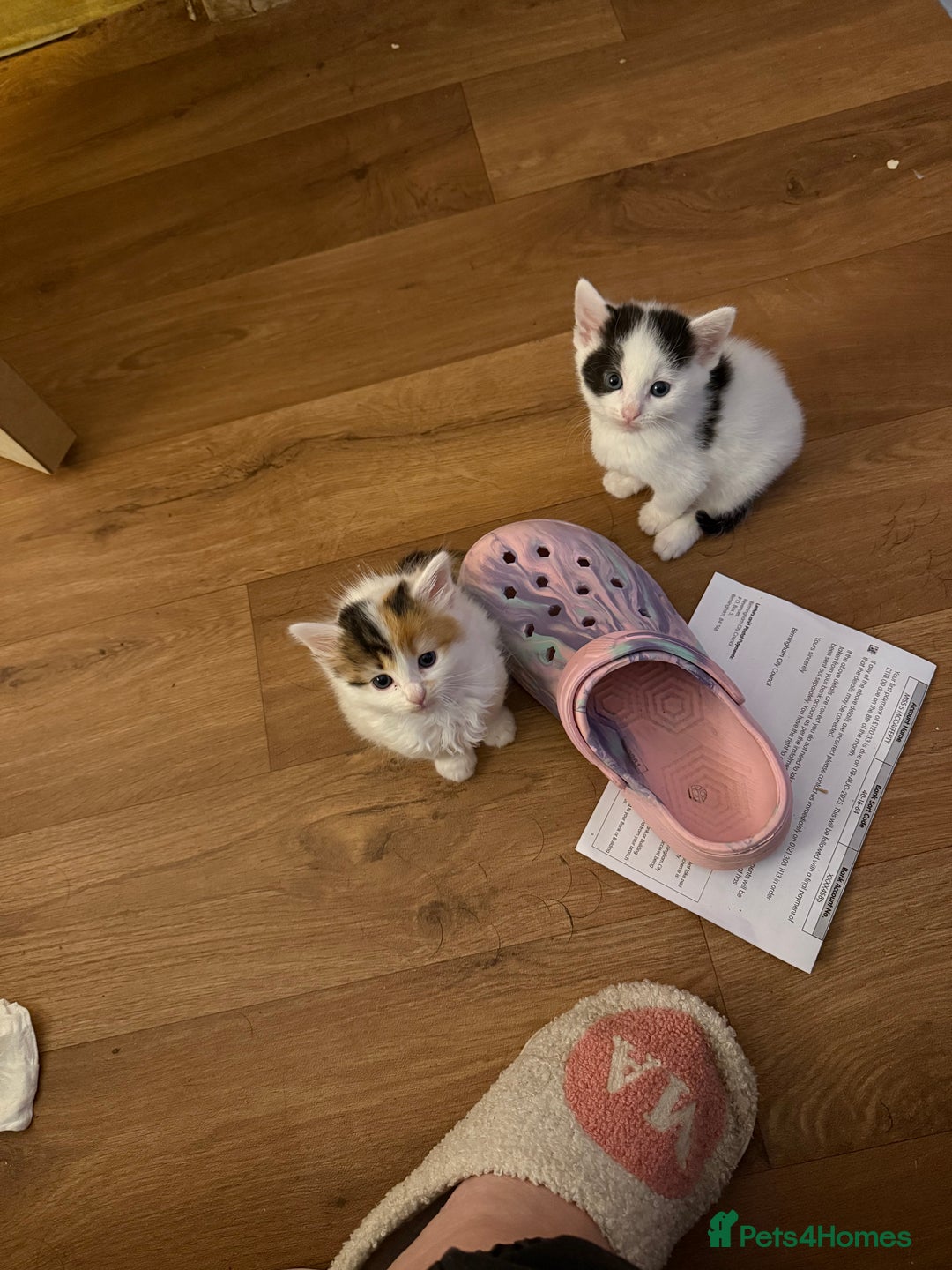 Domestic Shorthair cats for sale: 4 cute little kittens  - Image 4