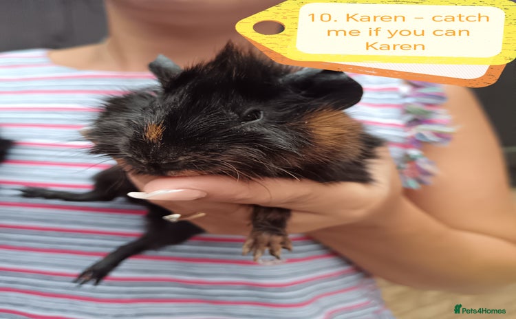 Guinea Pig rodents - Advert 5