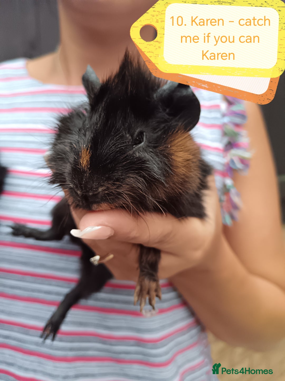 Guinea Pig rodents for sale: ♥️ Beautiful Abyssinian female guineas pigs ♥️  - Image 1