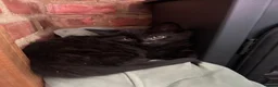 Mixed Breed cats for sale: Mixed gender black kittens  - Advert 15