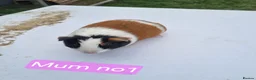Guinea Pig rodents for sale: Tricolour guinea pigs, babies and adults in Didcot - Advert 2