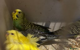 Budgerigars birds for sale: BUDGIES FOR SALE, all in good health - Image 21