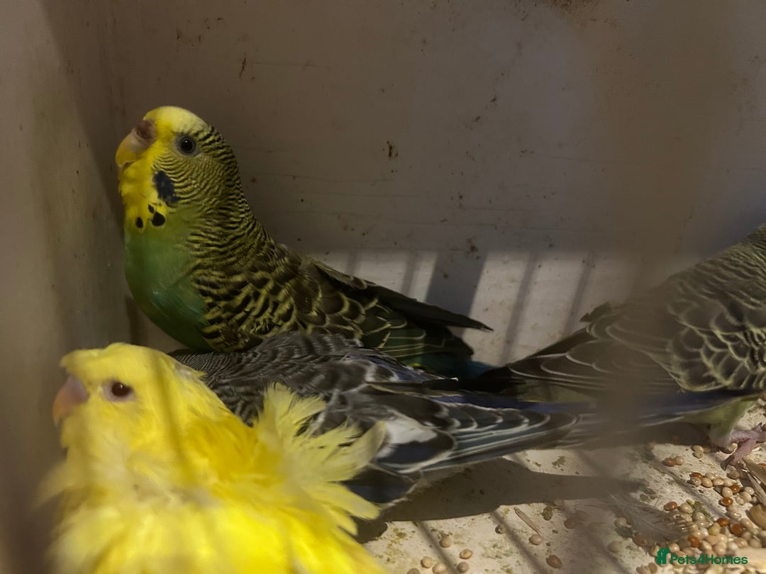 Budgerigars birds for sale: BUDGIES FOR SALE, all in good health - Image 21