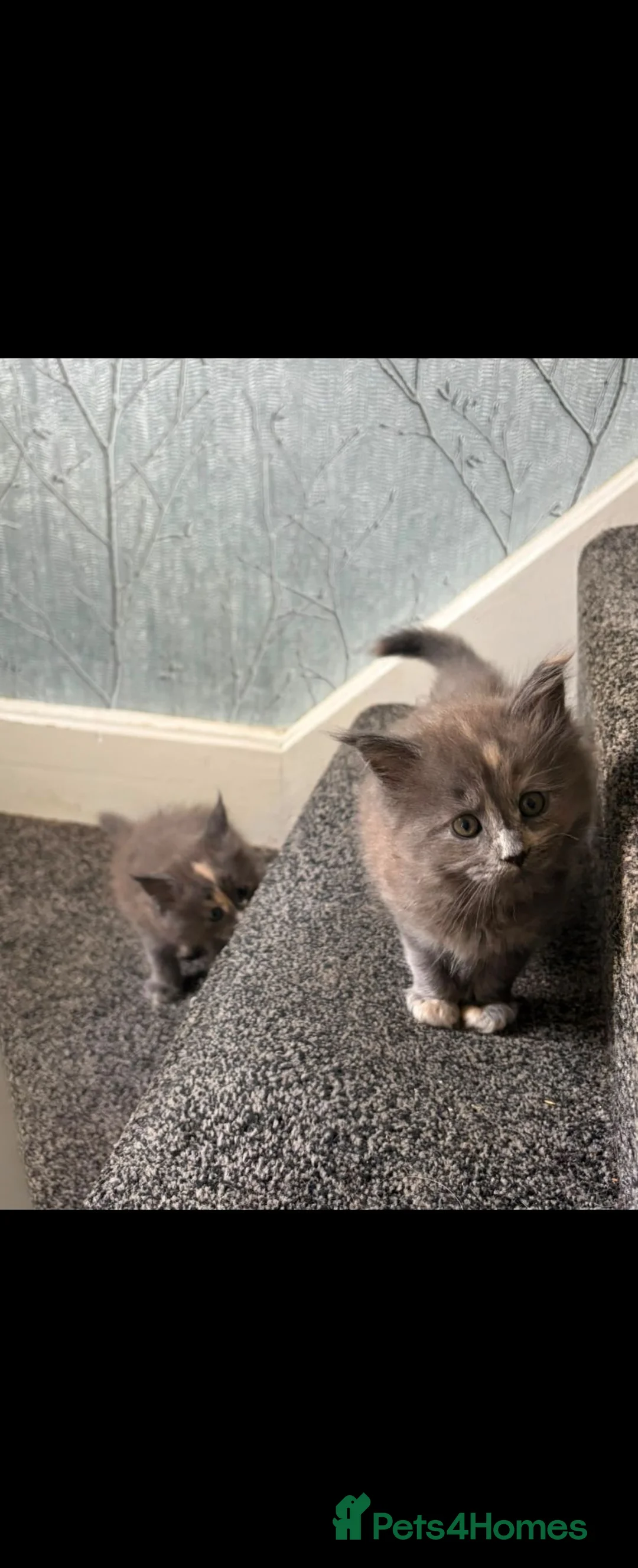 Maine Coon cats for sale: 1 male & 2 female maine coone kittens.  - Advert 2
