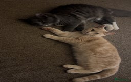 British Longhair cats for sale: X2 7 month old male kittens - Advert 16