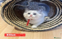 Ragdoll cats for sale: 💖Beautiful Ragdoll💖 Tica register  - Image 24