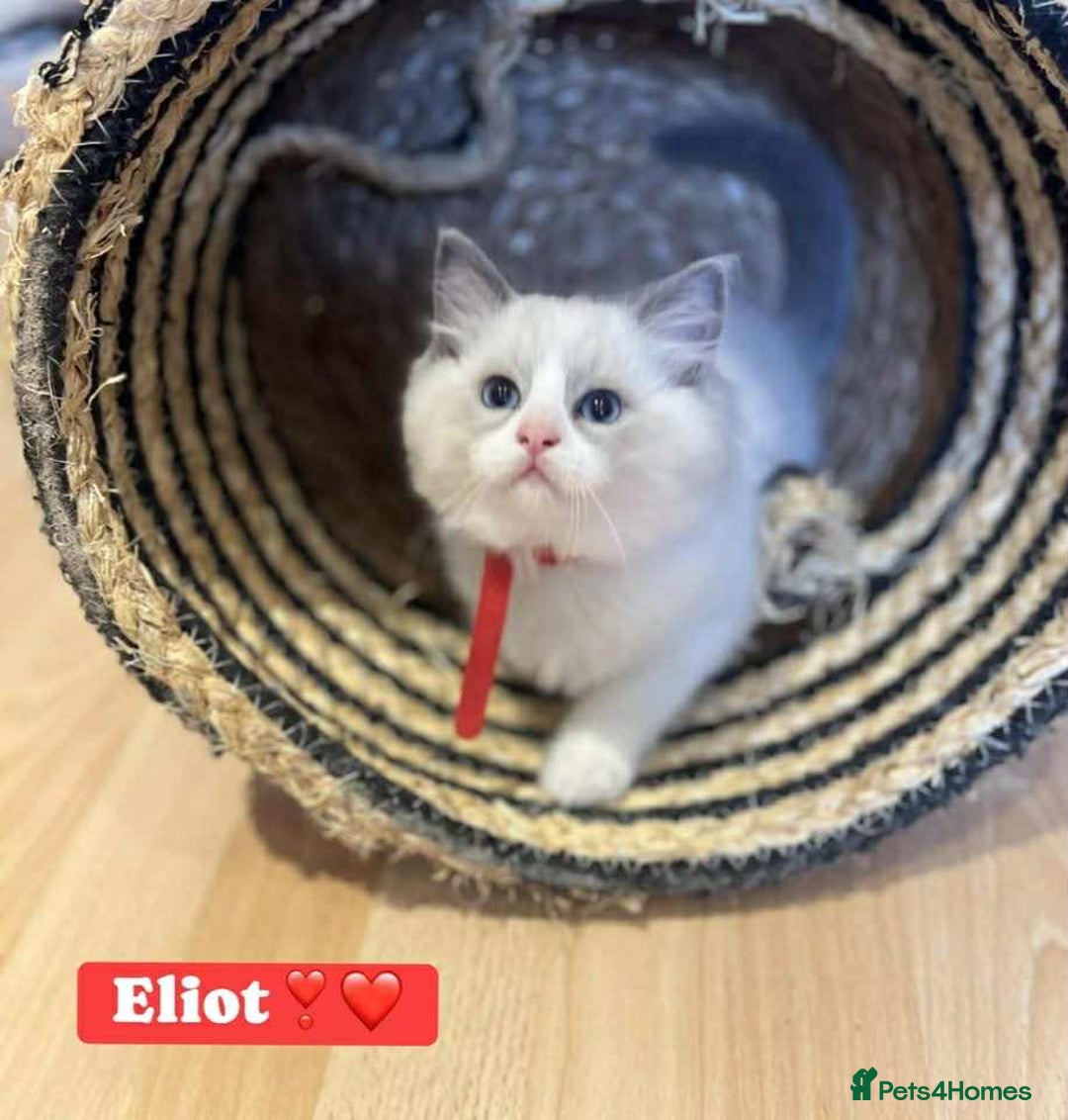 Ragdoll cats for sale: 💖Beautiful Ragdoll💖 Tica register  - Image 24