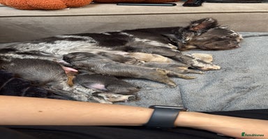 French Bulldog dogs 6 weeks old Fluffy french bulldog puppies - Advert 10