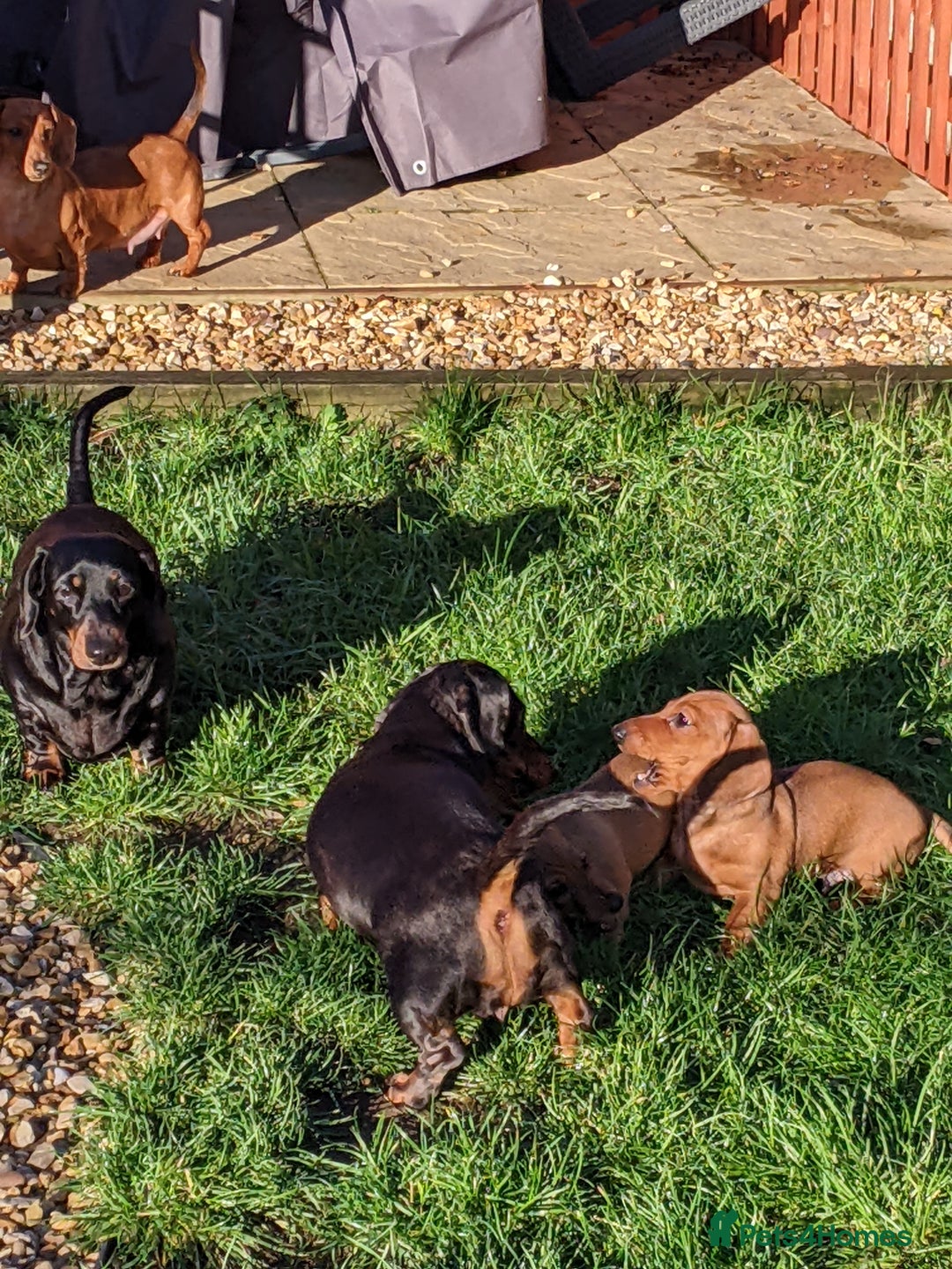 Miniature Dachshund dogs for sale: CH sired PRA IVDD mini smooth haired Dachshunds   - Advert 14