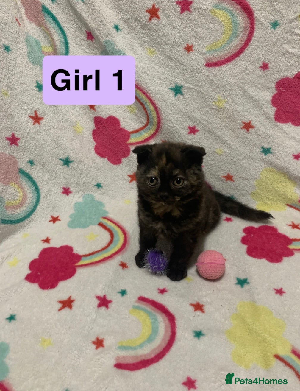 Mixed Breed cats RARE & UNIQUE Selkirk Rex Scottish Fold kittens! - Advert 15