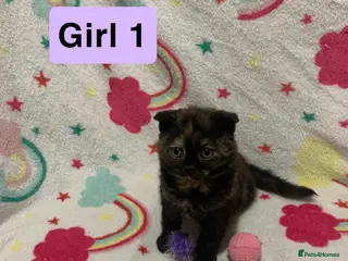 Mixed Breed cats RARE & UNIQUE Selkirk Rex Scottish Fold kittens! - Advert 15