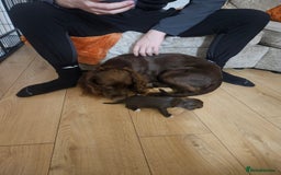 Mixed Breed dogs for sale: Sproodles  - Image 3