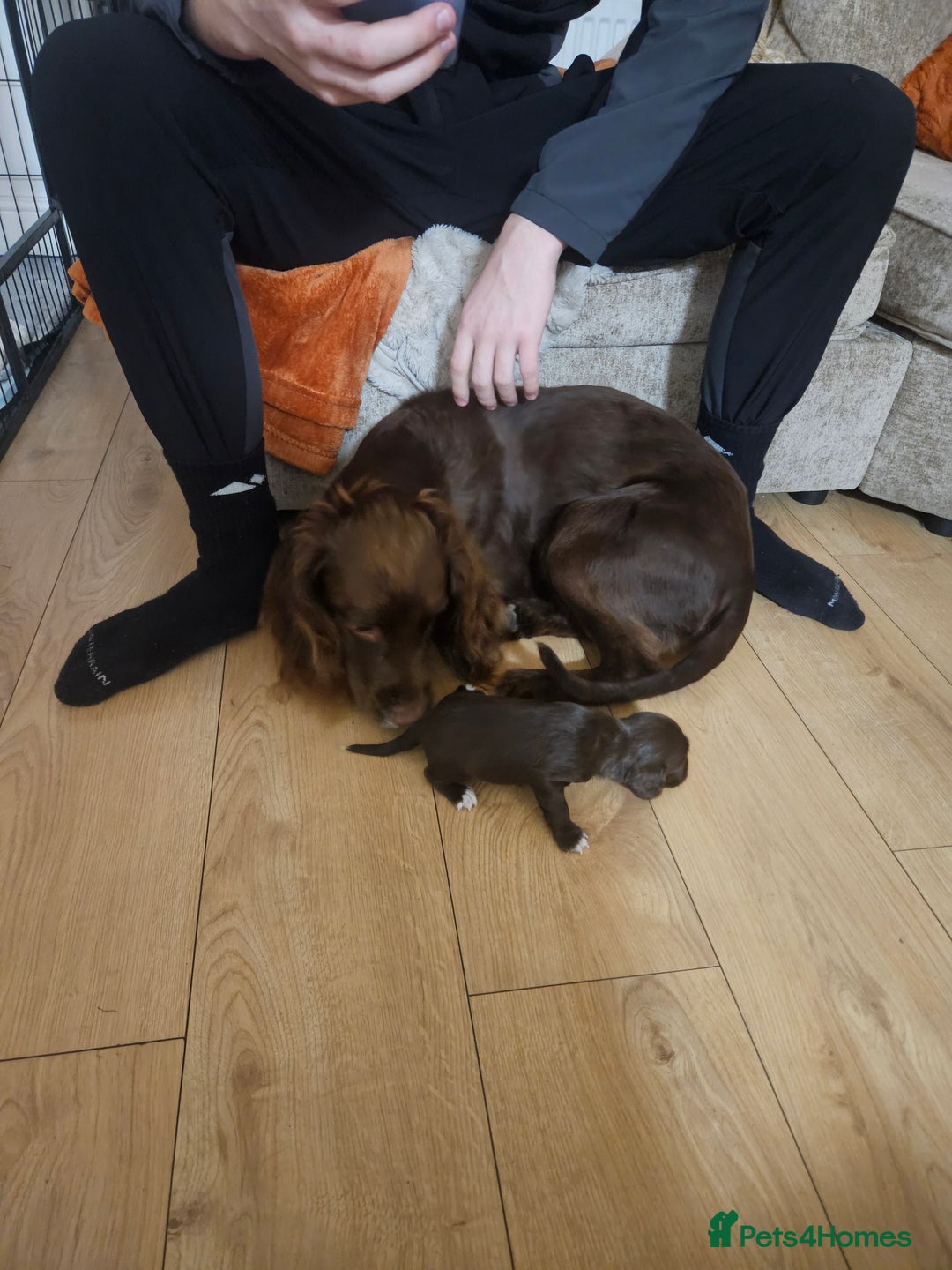 Mixed Breed dogs for sale: Sproodles  - Image 3