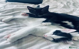 Mixed Breed cats for sale: 4 month old kittens looking for forever homes! - Advert 3