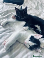 Mixed Breed cats 4 month old kittens looking for forever homes! - Advert 1