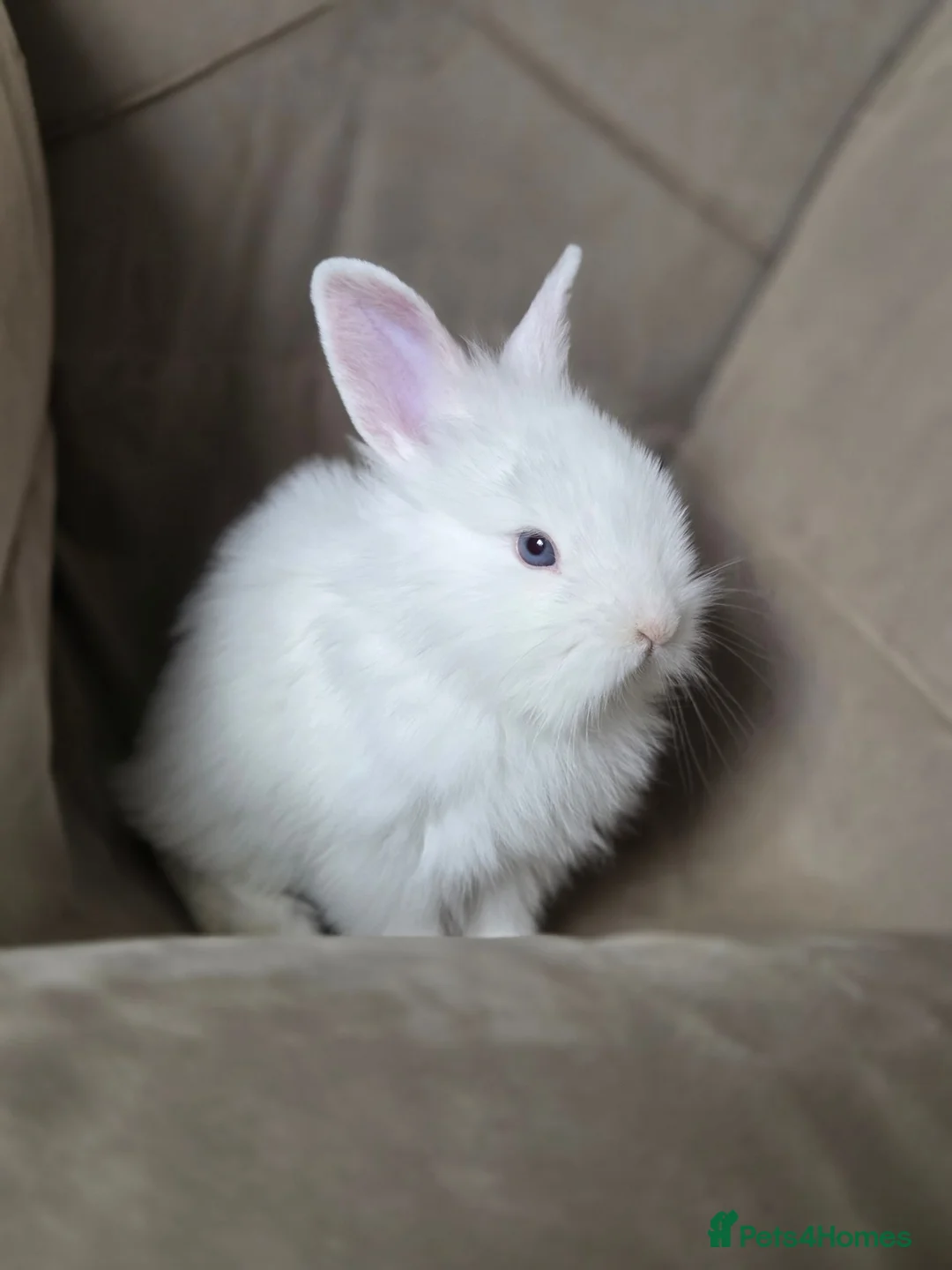 Lionhead rabbits for sale: 2 pure white baby rabbits ready to leave in Newport - Advert 4
