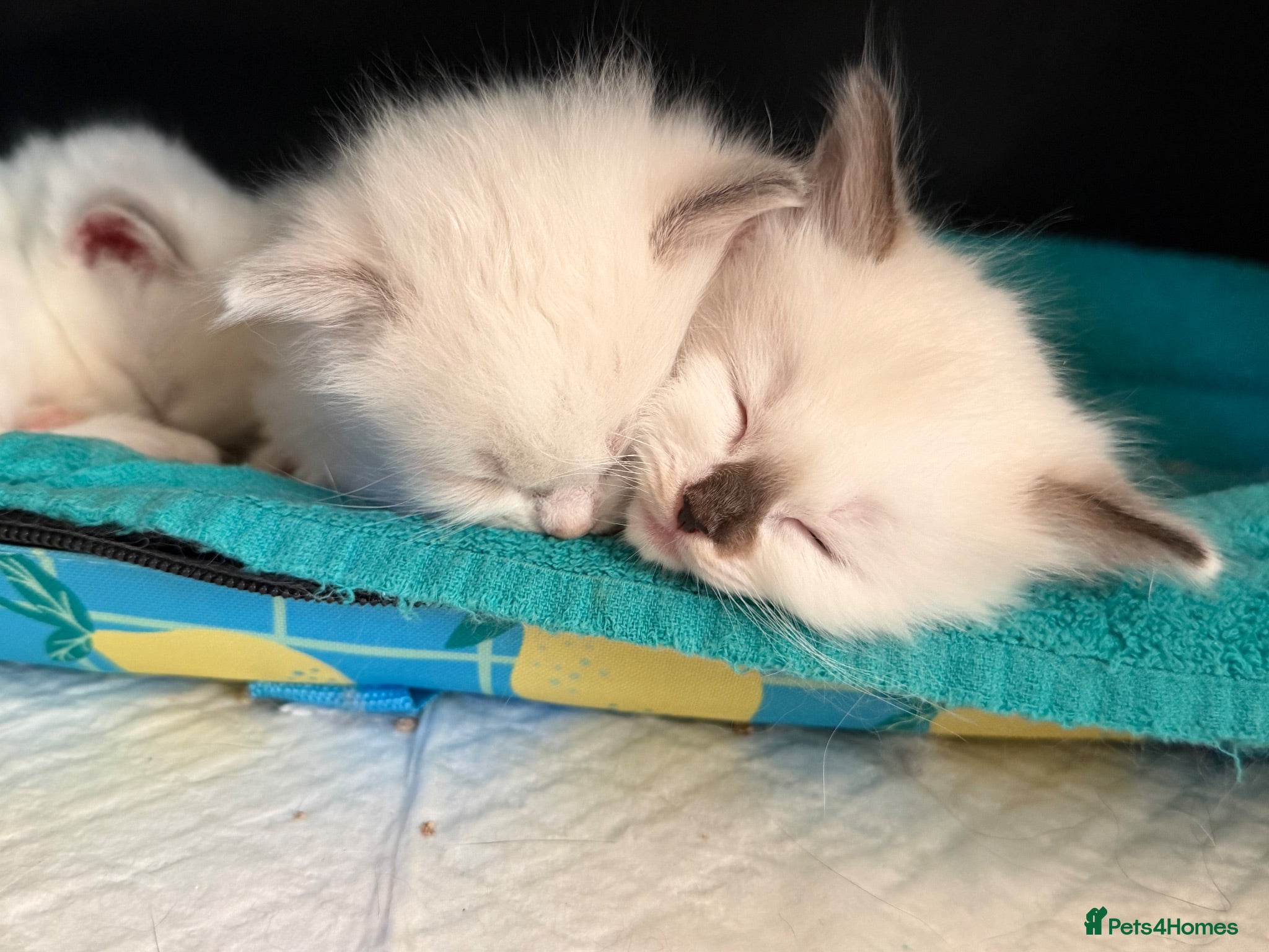 Ragdoll cats GCCF Registered Ragdoll Kittens - Advert 9