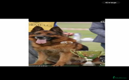 German Shepherd dogs for stud: Kc reg PROVEN Champion bloodline male for stud  in Oldham - Image 10