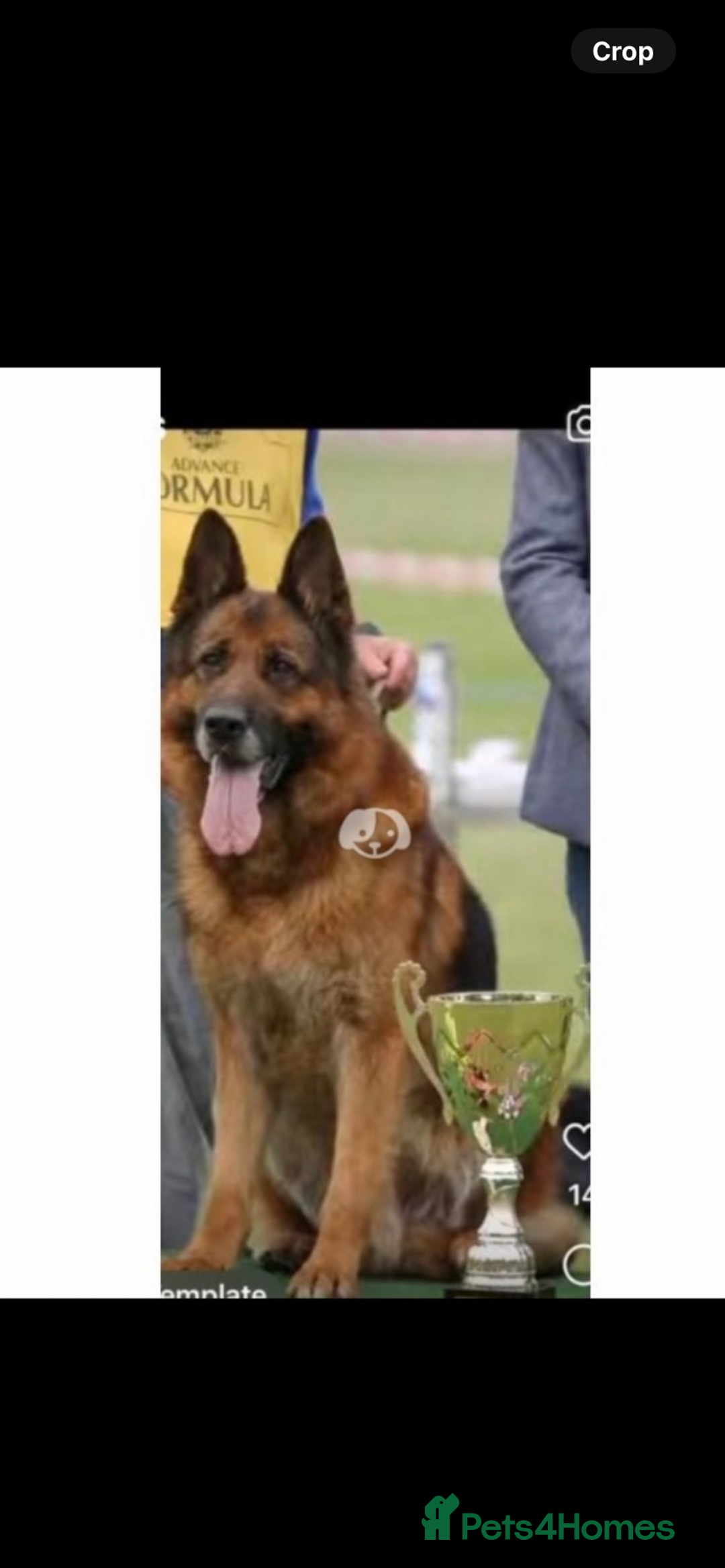 German Shepherd dogs for stud: Kc reg PROVEN Champion bloodline male for stud  in Oldham - Image 10