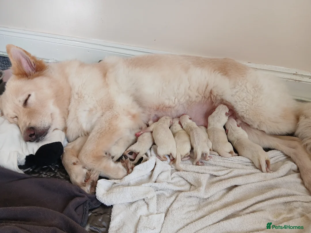 Mixed Breed dogs for sale: White Shepherd Puppies - Advert 3