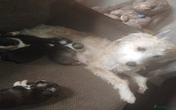 Mixed Breed dogs for sale: Stunning litter of 8 - Image 12