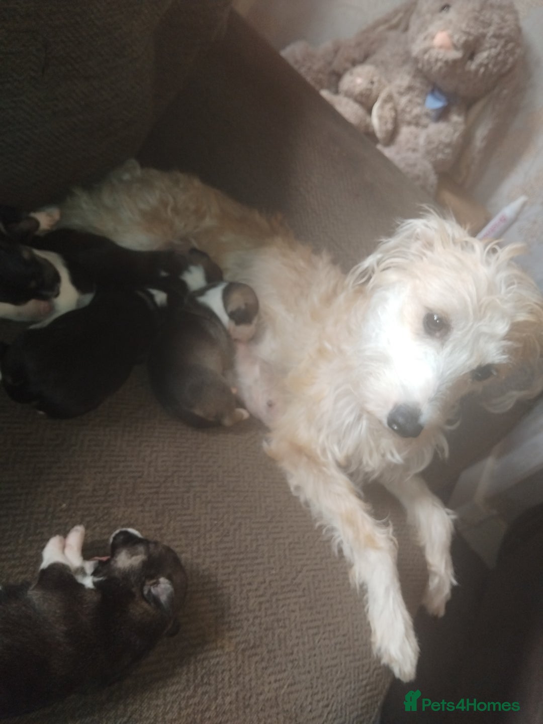 Mixed Breed dogs for sale: Stunning litter of 8 - Image 12