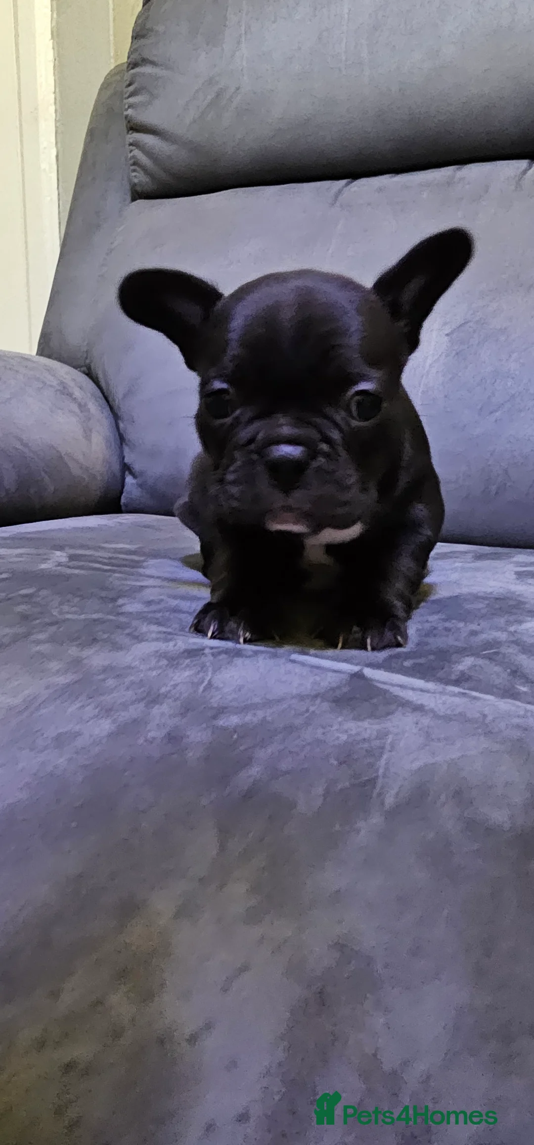 French Bulldog dogs for sale:  7x beautiful Frenchie puppies for sale  - Advert 4