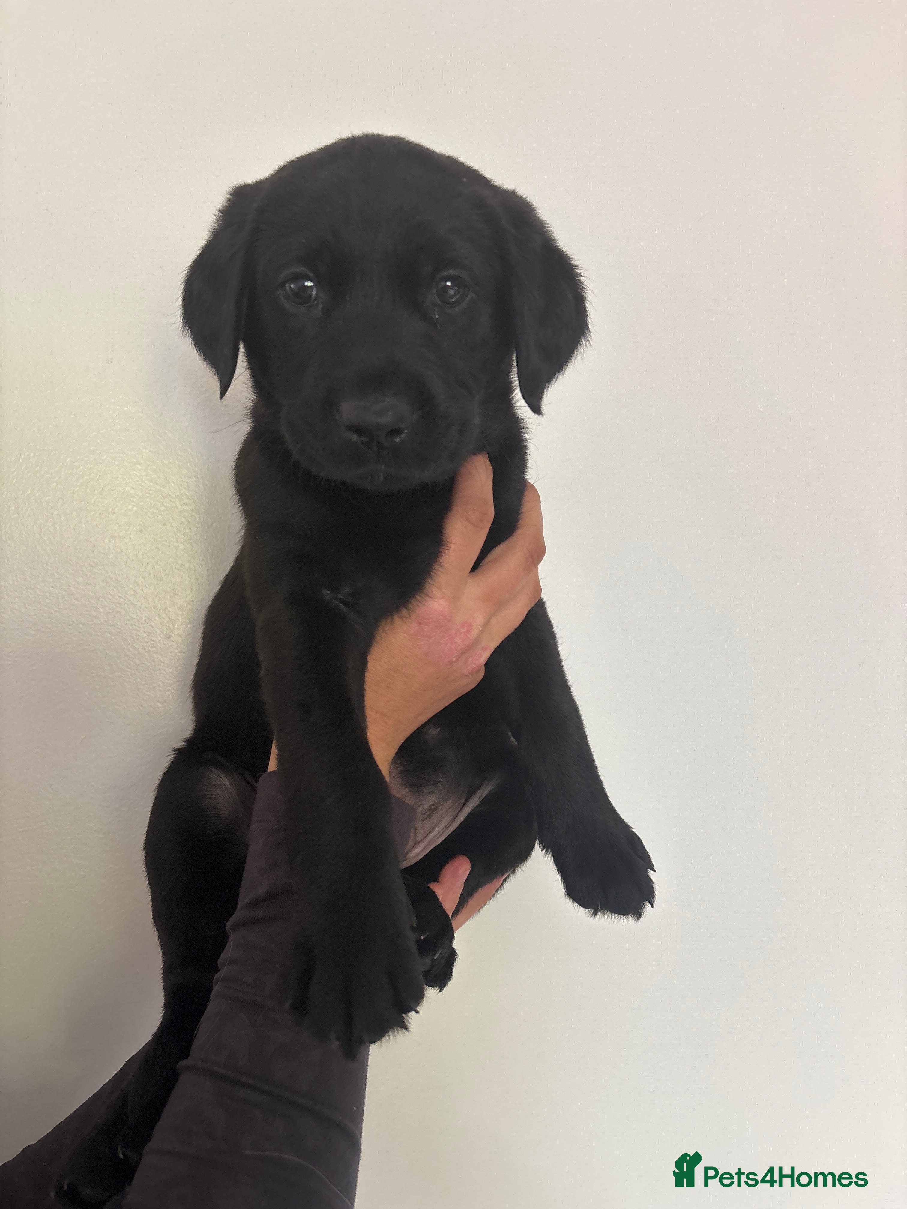 Labrador Retriever dogs for sale: 8 beautiful Black Labrador puppies for sale  - Advert 3