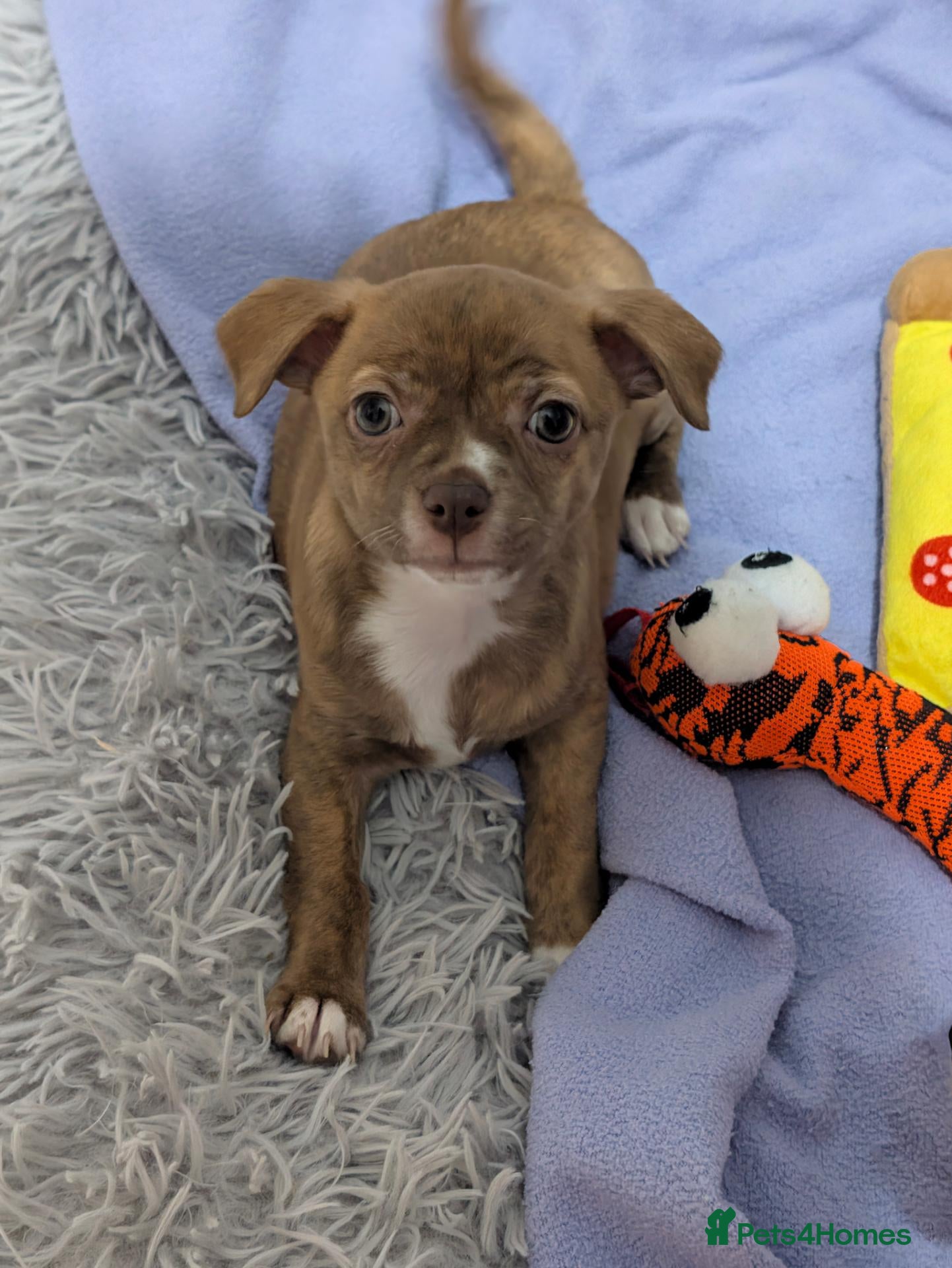 Chihuahua dogs Beautiful Chihuahua Puppies – 3 Girls & 1 Boy - Advert 6