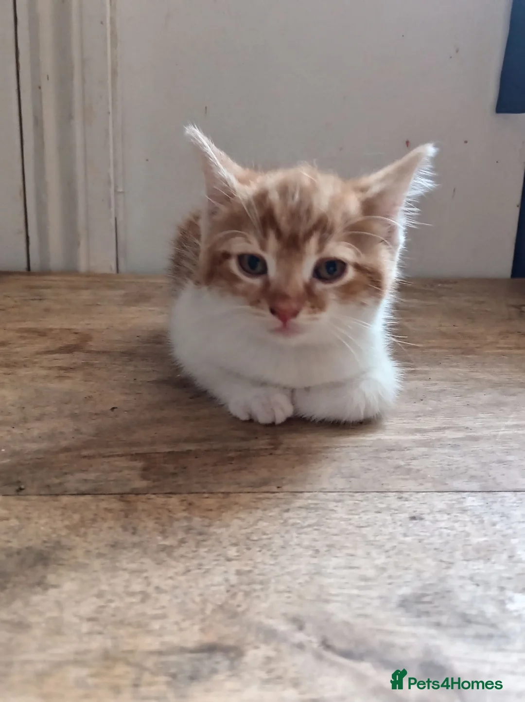 British Shorthair cats for sale: Shorthair Cross kitten - Advert 7