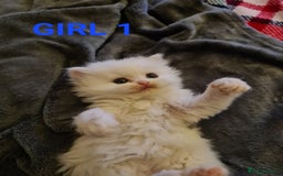 Persian cats for sale: Beautiful Persian X BSH Kittens  - Image 15